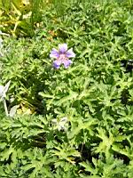 Geranium Ibericum (fam. Geraniacees)(Caucase) (02) (Photo F. Mrugala)